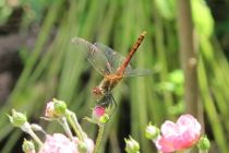 Blutrote Heidelibelle