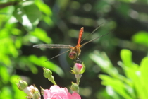 Blutrote Heidelibelle